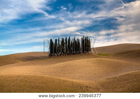 Tuscany, Italy - September 27, 2017: Cypress trees and rolling hills in autumn sunset near Crete Senesi, Tuscany, Italy. 