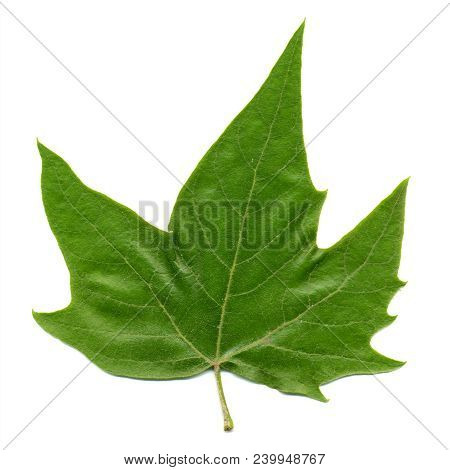 Front Side Of Plane (platanus) Aka Sycamore Tree Leaf Isolated Over White Background