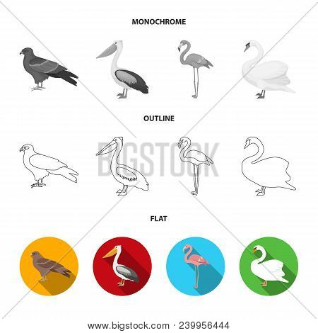 Crow, Ostrich, Chicken, Peacock. Birds Set Collection Icons In Flat, Outline, Monochrome Style Vecto