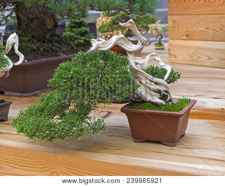 Bonsai - Chinese Juniper (juniperus Chinensis). Age - About 50 Years. Exhibition Of Bonsai In Apteka