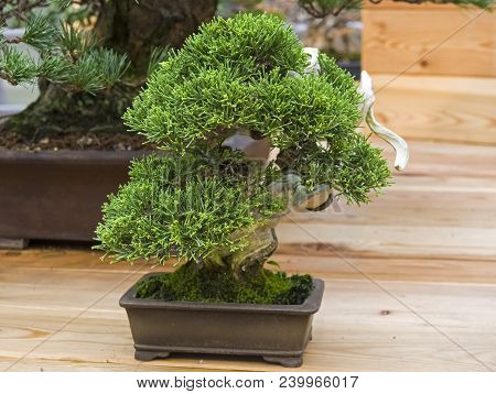 Bonsai - Chinese Juniper (juniperus Chinensis). Age - About 40 Years. Exhibition Of Bonsai In Apteka