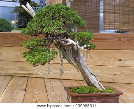 Bonsai - Chinese Juniper (juniperus Chinensis). Age - About 70 Years. Exhibition Of Bonsai In Apteka