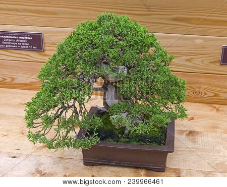 Bonsai - Chinese Juniper (juniperus Chinensis). Age - About 40 Years. Exhibition Of Bonsai In Apteka