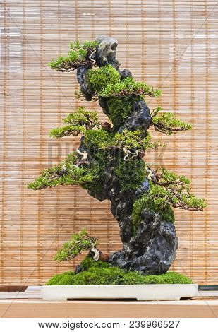 Bonsai - Chinese Juniper (juniperus Chinensis). Composition On A Stone. Age - About 20 Years. Exhibi