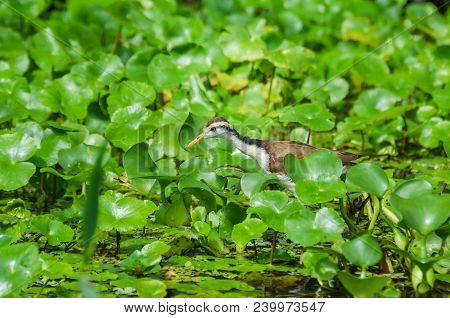 Juvenile Wattled Jacana (jacana Jacana) With Its Typical Chestnut Plumage, White Underpart, Yellow B