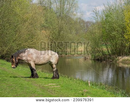 spring time at the river berkel in germany