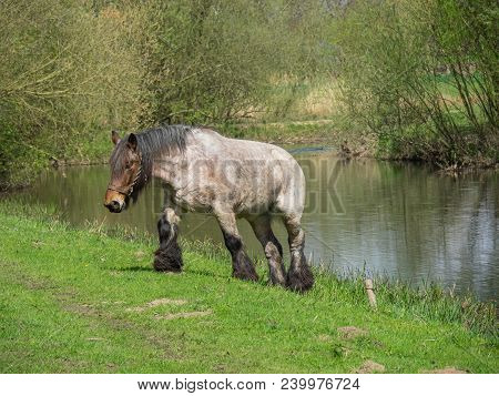 spring time at the river berkel in germany