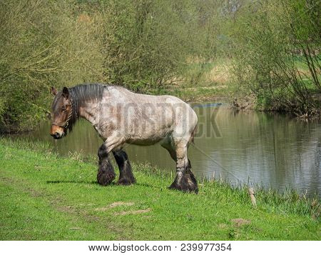 spring time at the river berkel in germany