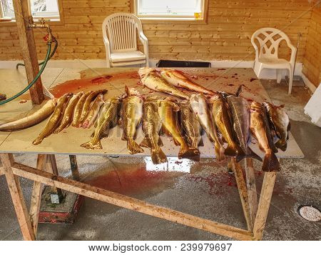 Freshly Caught Coalfish On Plastic Table Board With Other Catches. The Fish Last Opening His Mouth A