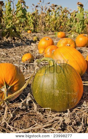 Champ de citrouilles