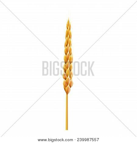 Sinlge Wheat Ear. 3d Realistic Vector Illustration. High Detailed Illustrated With Shadows And Light