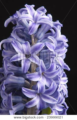 Close-up fiore viola