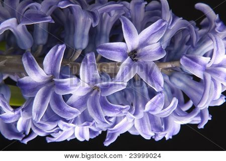 Primo piano di un fiore