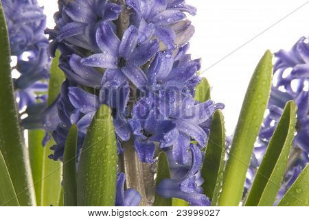 Fiori viola bagnati