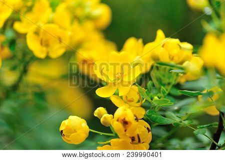 Closeup Of Blooming Cassia Surattensis Flowers In Spring