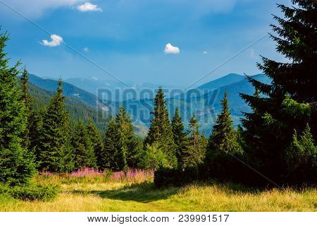 Picturesque Mountain Meadow Covered With Lilac Wildflowers Among Green Grass, Surrounded By Huge Pin