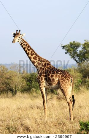 Masai eller Kilimanjaro giraf