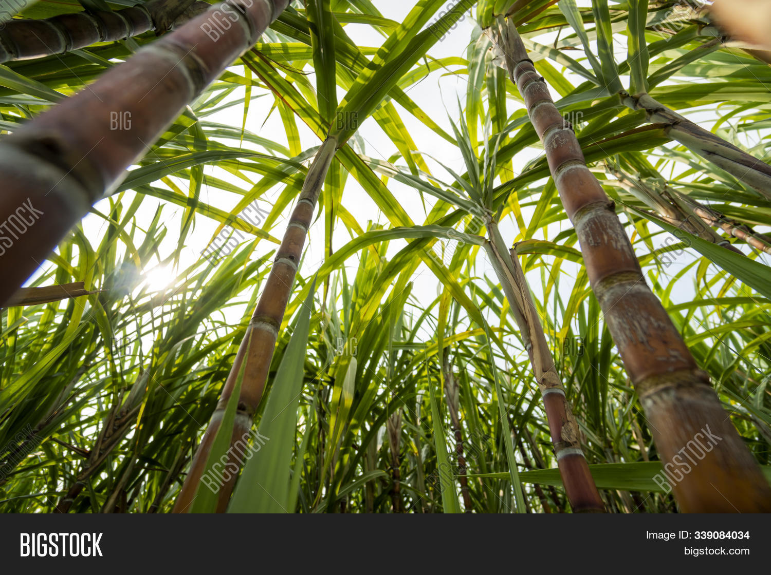Sugarcane Planted Image & Photo (Free Trial) Bigstock