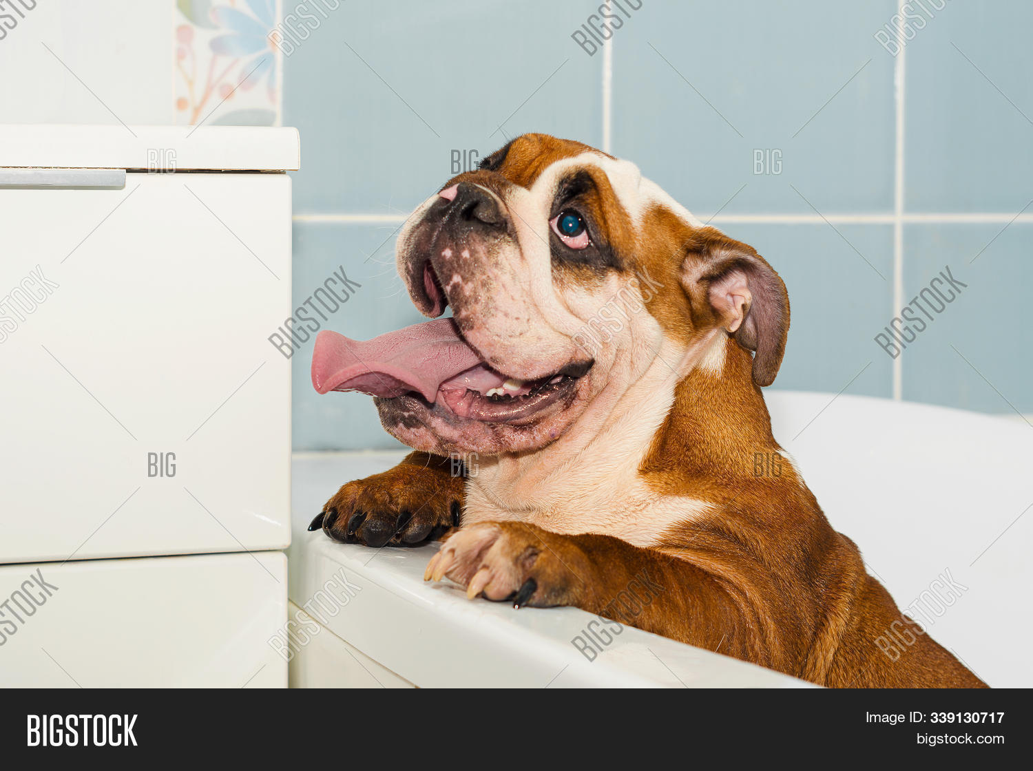 Wet English Bulldog Image Photo Free Trial Bigstock