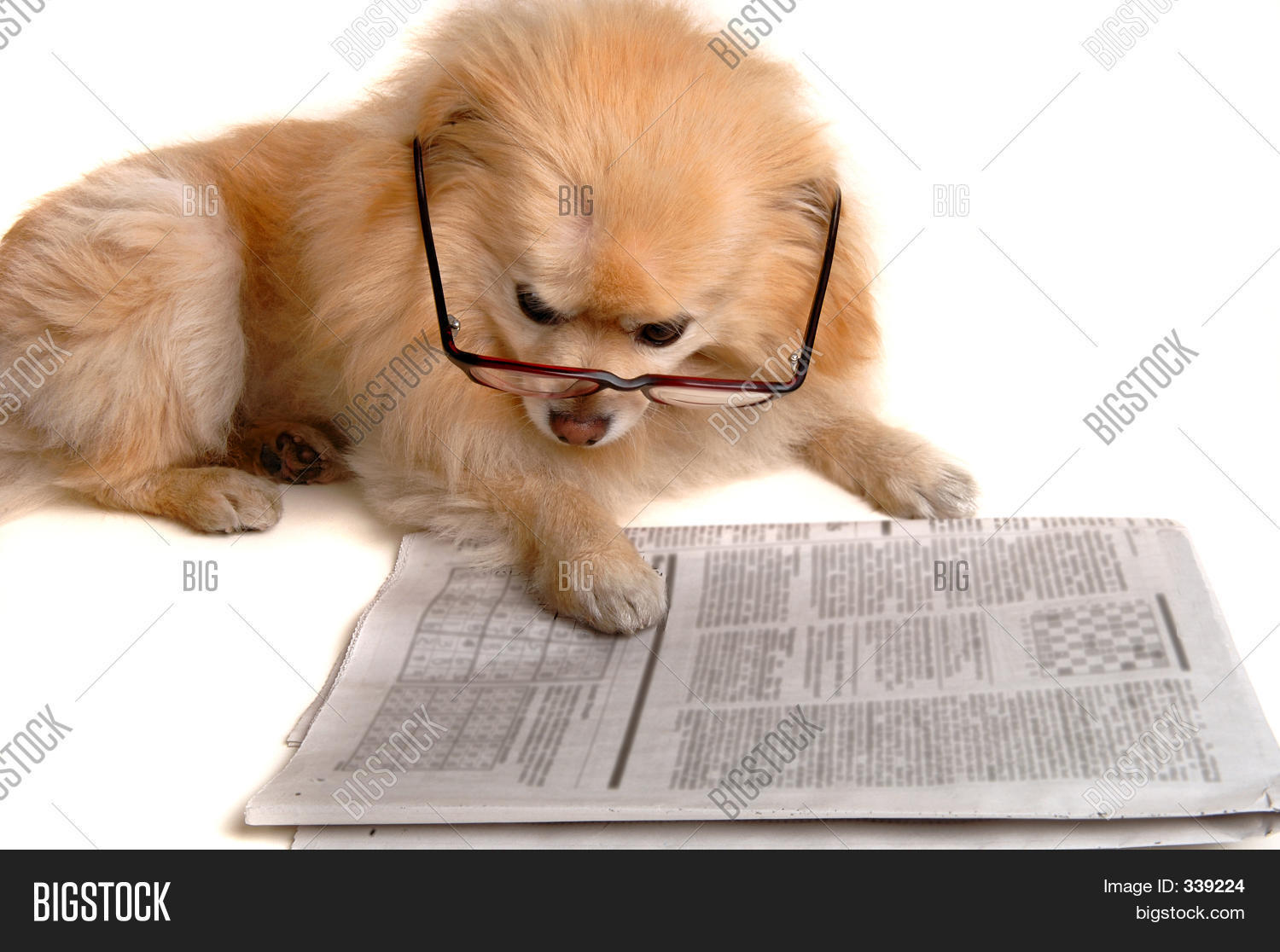 Dog Reads Newspaper Image & Photo (Free Trial) Bigstock