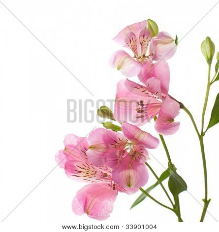  Fiori di Alstroemeria isolati su sfondo bianco.