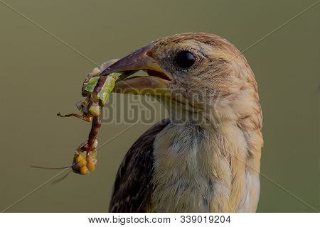Portrait Of Baya Weaver With An Insect Kill
