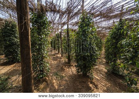 Black Pepper Plants Growing On Plantation In Asia. Ripe Green Peppers On A Trees. Agriculture In Tro