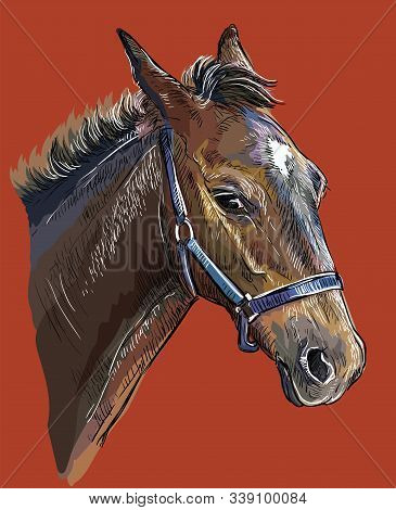 Colorful Foal Portrait With Halter. Young Horse Head In Profile Isolated On Red Background. Vector H