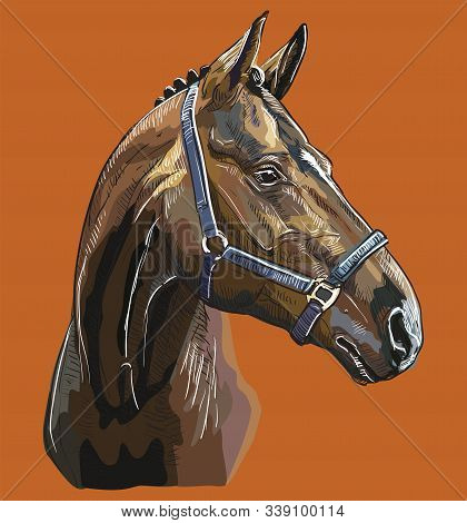 Colorful Horse Portrait With Bridle. Horse Head In Profile Isolated On Brown Background. Vector Hand