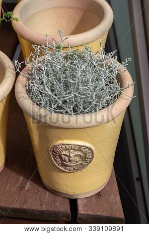 Moscow, Russia - August 18, 2019: Silver Nugget Fresh Natural Silver Plant In A Beige Flower Pot Clo