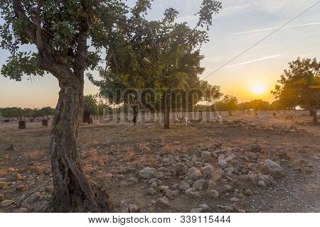 Landscape Of Cyprus Near Avakas Gorge. Wild Nature