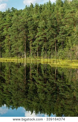 Forest Reflection In Calm Water Of Dystrophic Lake