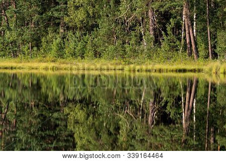 Forest Reflection In Calm Water Of Dystrophic Lake