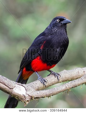 Endemic Bird Of Colombia On A Branch
