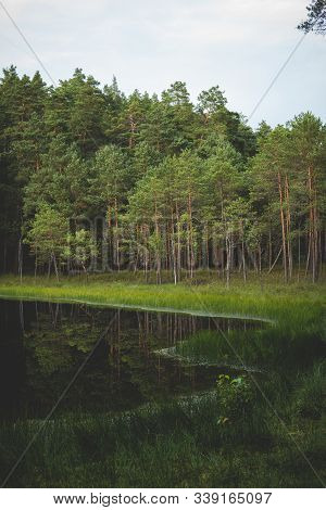 Shore Of A Dystrophic Lake