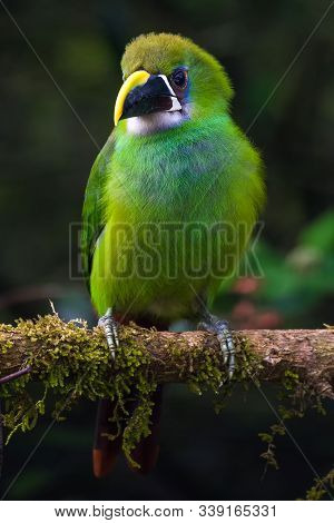 Green Bird Resting On A Branch Of One Tree