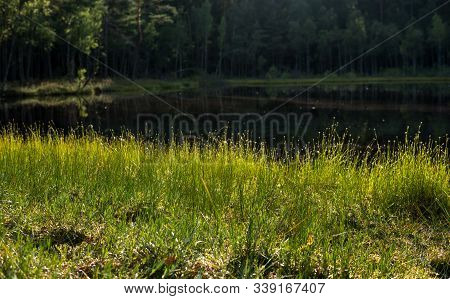Shore Of A Dystrophic Lake