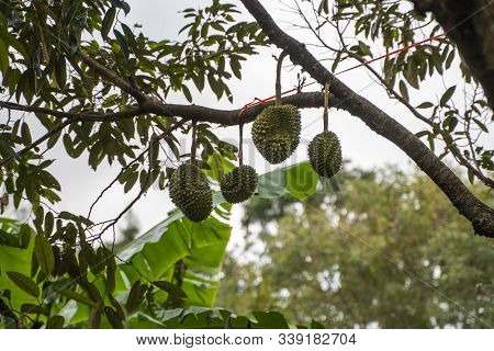Durian - King Of Tropical Fruit, On A Tree Branch In The Orchard. Fresh Durian On A Tree In Gardenin