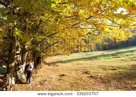 Trees In Autumn Season Background. Beauty In Nature. Autumn Lansdscape
