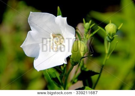 Awesome White Flower With Opened Petals Shining Under The Sun. Closed Green Buds And Green Backgroun