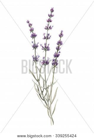 Beautiful Watercolor Floral Picture With Isolated Lavanda Flowers. Stock Hand Drawn Illustration.