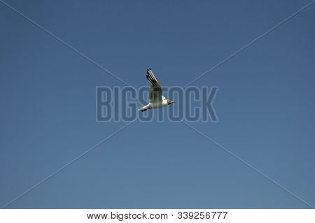 Sea Gull In Flight Against The Blue Sky In Detail