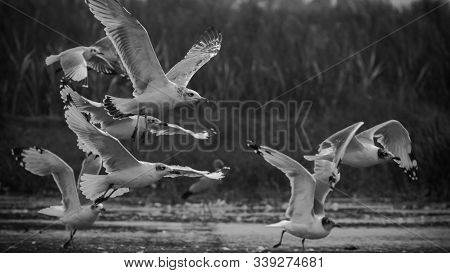 Back And White Flock Of Pallas Gull Taking Off In The Lake Of Bhigwan