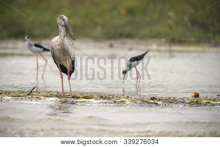 Open Bill Along With Other Migratory Birds At The Bhigwan Bird Sanctuary