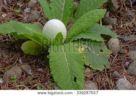 An Easter Egg Placed In Center Of Primrose Leaves In Garden