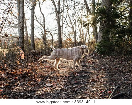 White Italian Spinone Dog Kicks While Haloed By The Sun