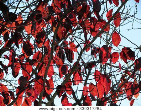 Bright Red Autumn Leavs, Black Tiny Branches, Sun Shining Through, Blue Sky, As Background Texture