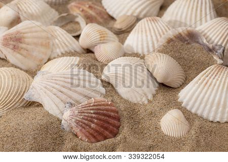Sea Shells In The Sand On A Sunny Beach