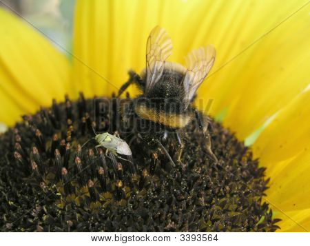 Beetle And Bee On Sunflower