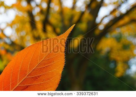 An insisible hand is holding up a colorful orange autumn leaf in front of a forest background.